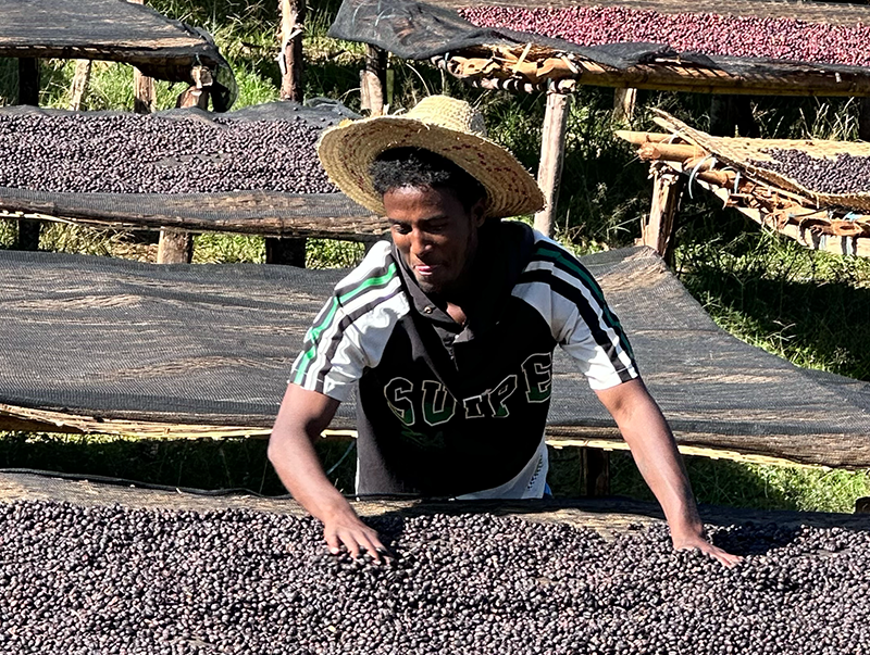 エチオピア Co-NECT グジ ハンベラ ウェメナ アナエロビック